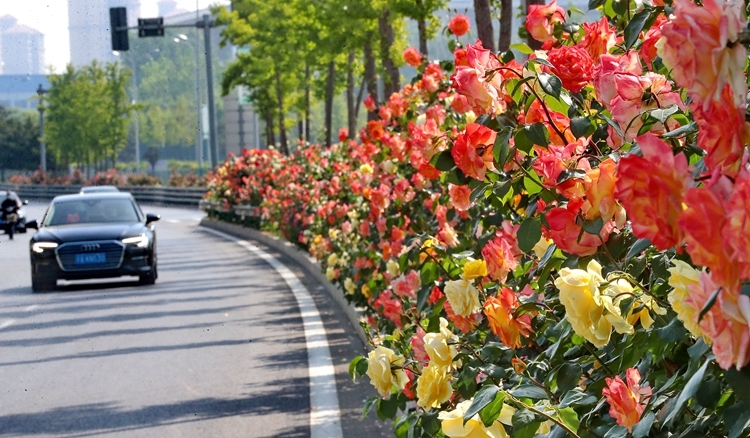 秦皇岛市70万株月季如约绽放