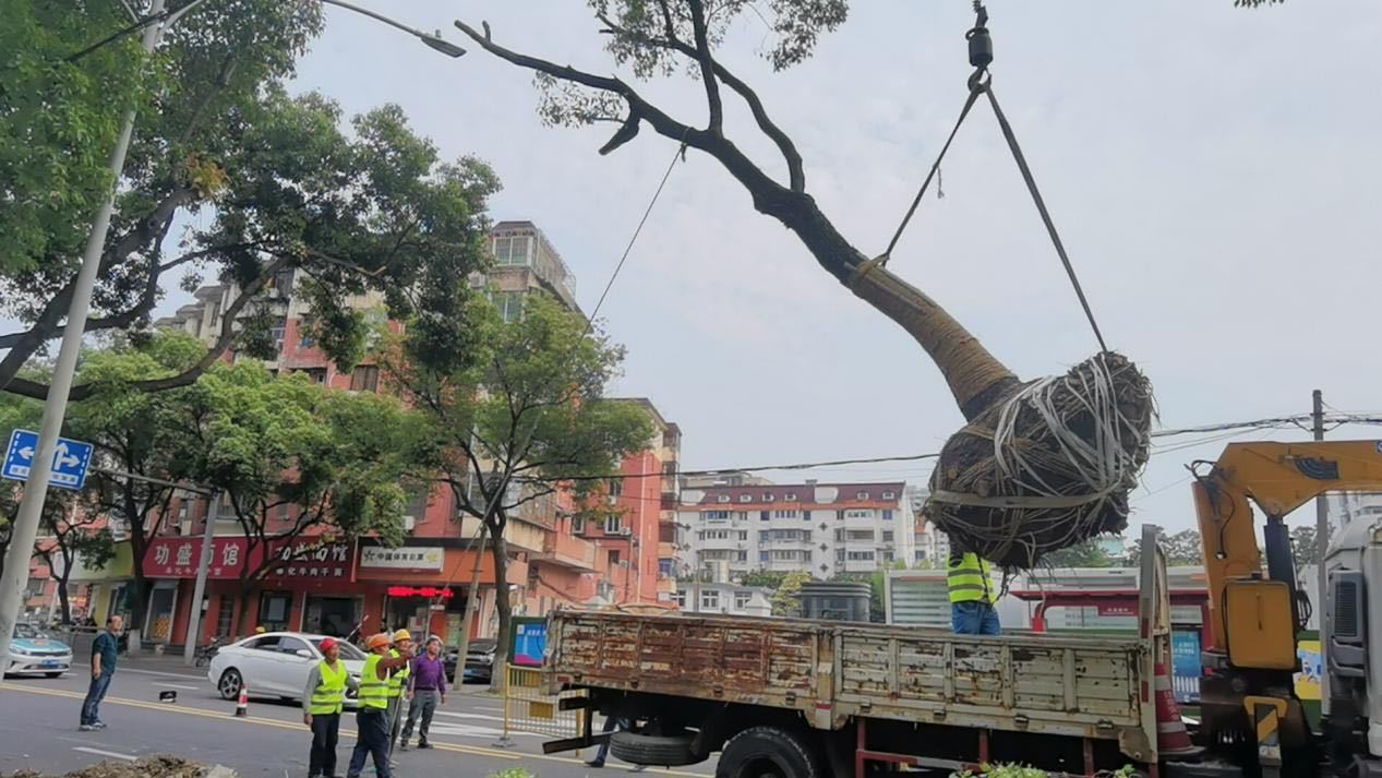 鄞州区实施“绿色焕新”行动 将为3434棵乔木移植“新家”