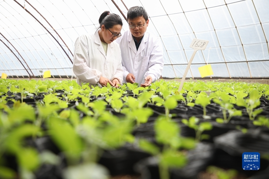 6月9日，在甘肃省定西市农业科学研究院的日光温室，科研人员查看马铃薯实生苗生长情况。