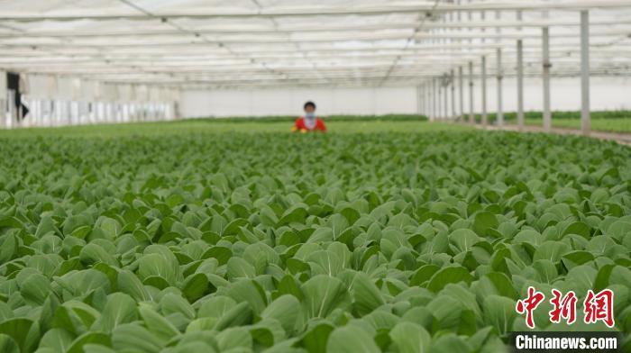 图为在兰州新区拍摄的水培菜。(资料图) 魏建军 摄