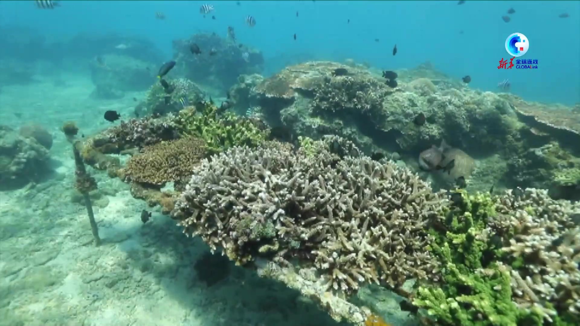 全球连线｜海底“植树造林”：海底种珊瑚 守护一片蔚蓝