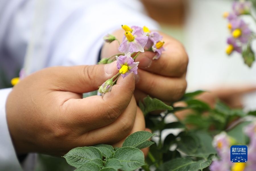 6月9日，甘肃省定西市农业科学研究院的科研人员查看马铃薯开花散粉情况。新华社记者 马希平 摄