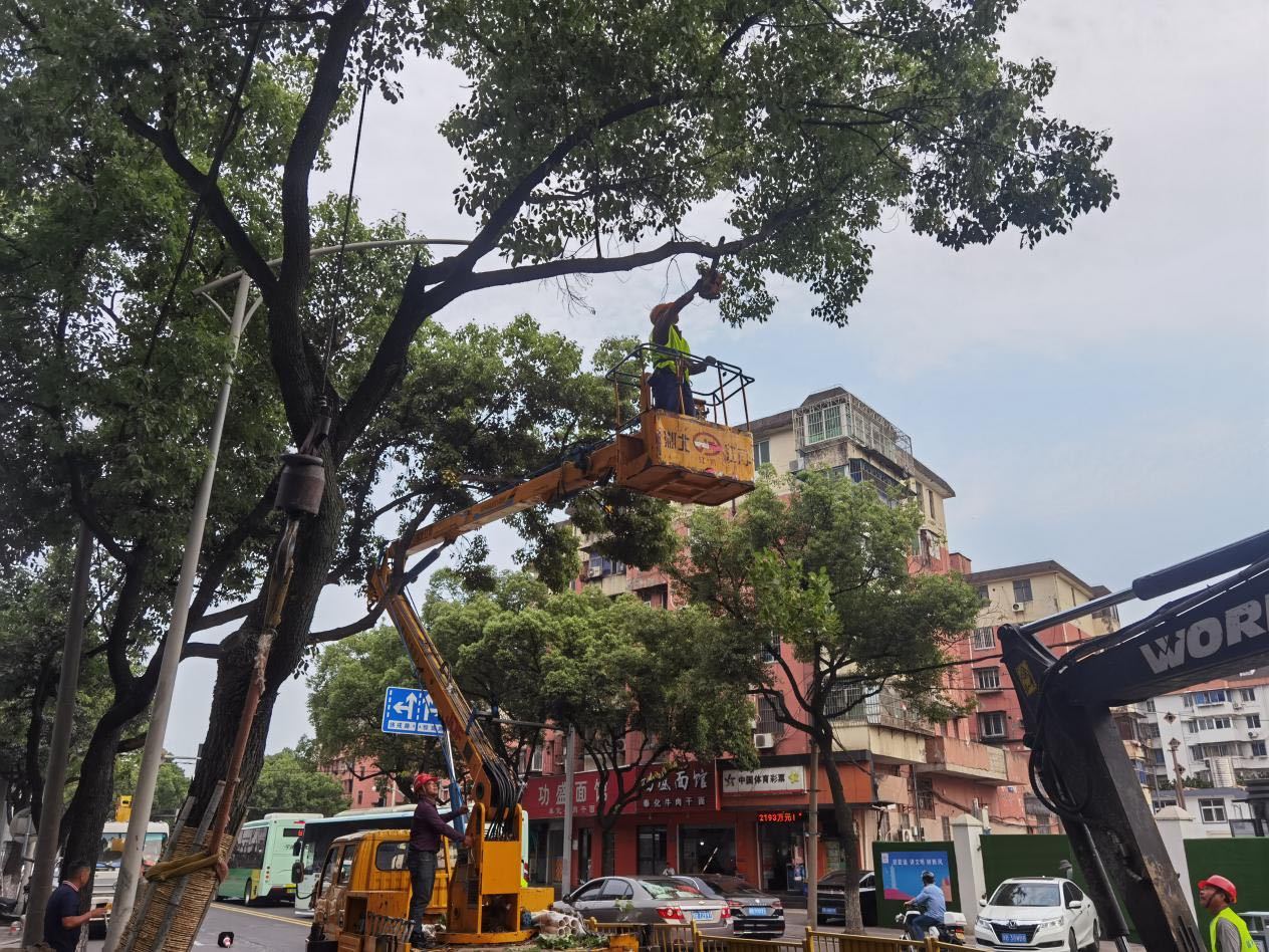 鄞州区实施“绿色焕新”行动 将为3434棵乔木移植“新家”