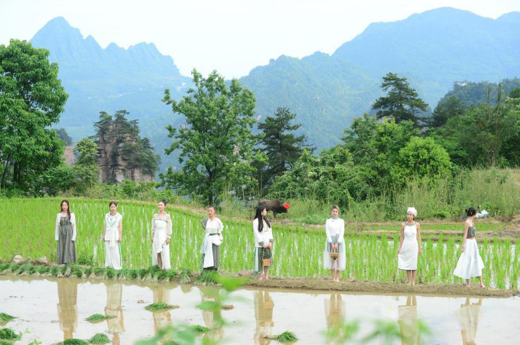 张家界举办首届插秧节