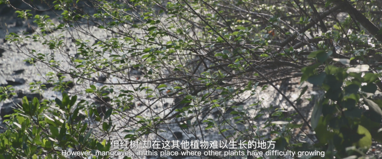 ▲保护区内的红树林 视频截图