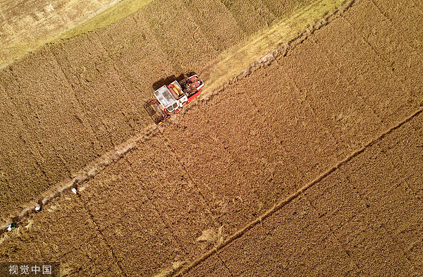 芒种时节，工作人员驾驶联合收割机在河北的麦田里收割小麦。视觉中国 图