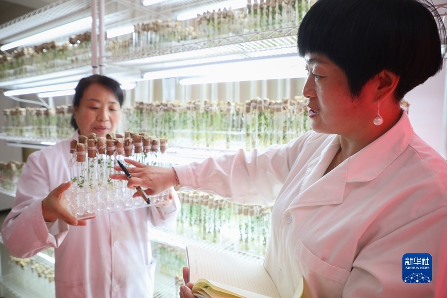 6月9日，在甘肃省定西市农业科学研究院，科研人员查看马铃薯种质资源库中种质脱毒苗生长情况。新华社记者 马希平 摄