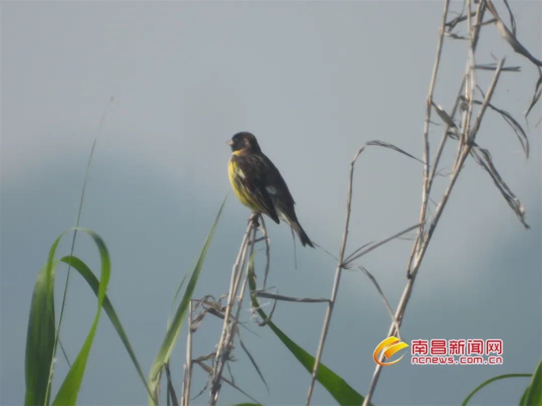 全球“极危”物种黄胸鹀现身江西凤凰网江西_凤凰网