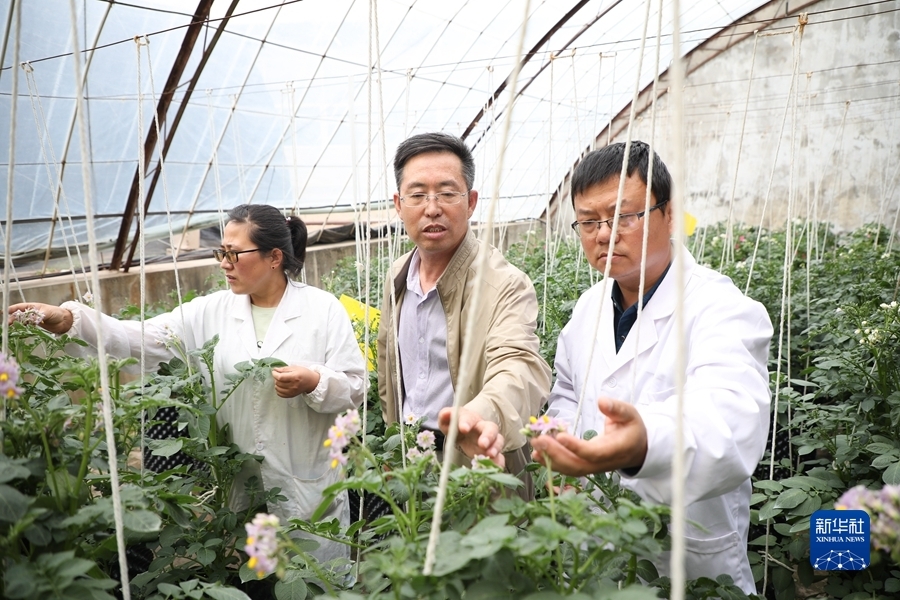 6月9日，在甘肃省定西市农业科学研究院的日光温室，科研人员查看马铃薯杂交育种情况。新华社记者 马希平 摄