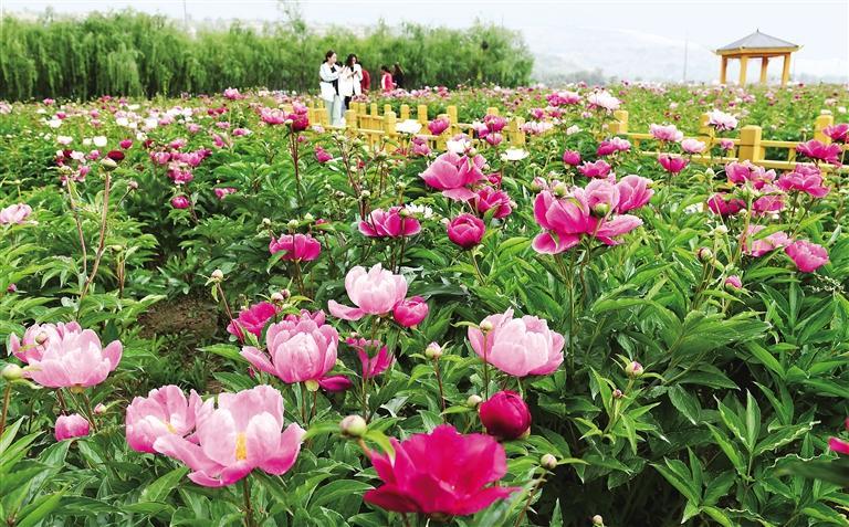 临夏市枹罕镇江牌村芍药种植基地 新甘肃&middot;甘肃日报通讯员 史有东