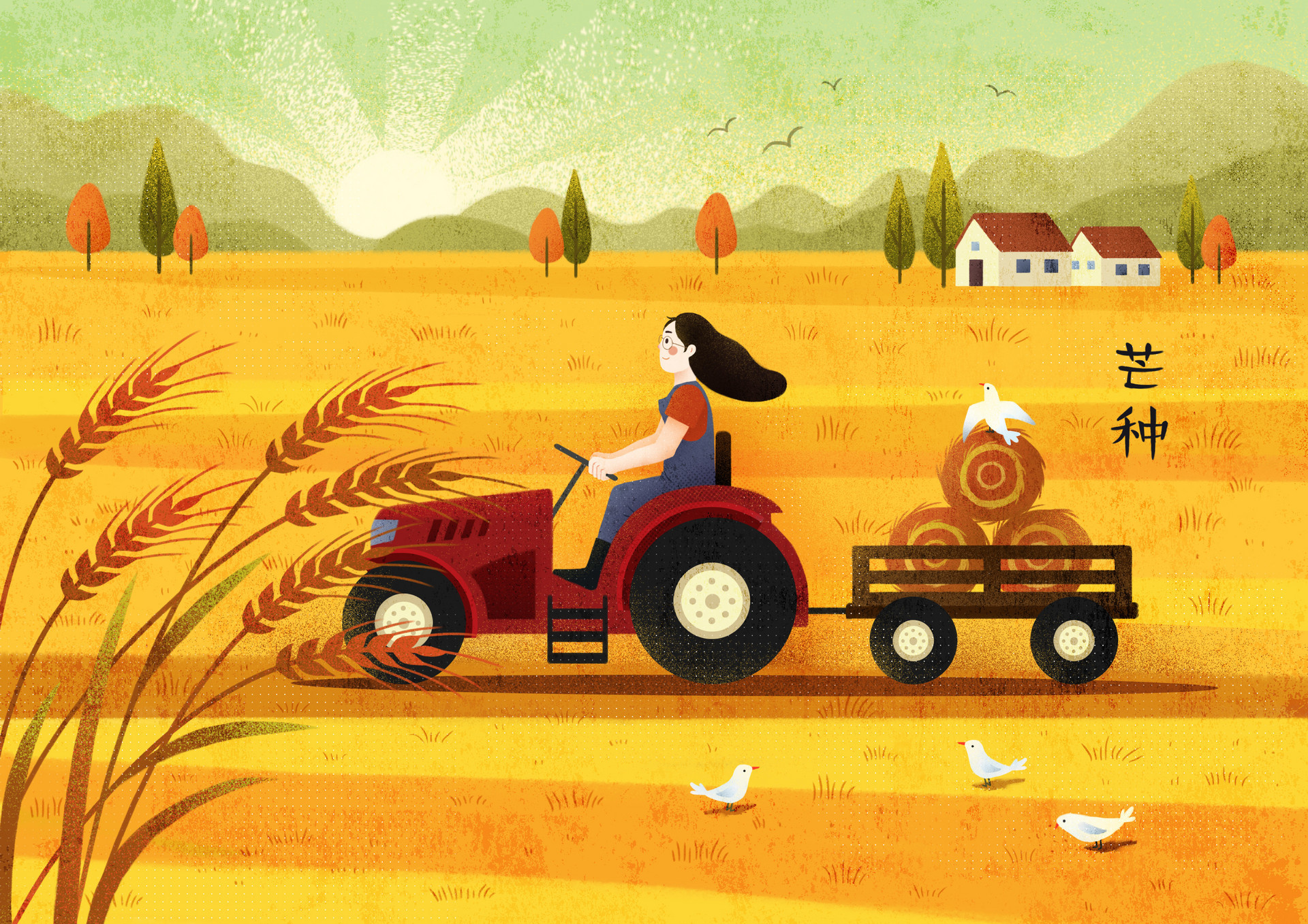 “青农6号”通过国家审定 青岛展示85个小麦新品种