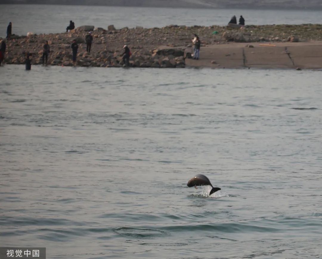 2020年12月27日，湖北宜昌，垂钓爱好者在西坝江滩垂钓，一只江豚跃出水面。/视觉中国