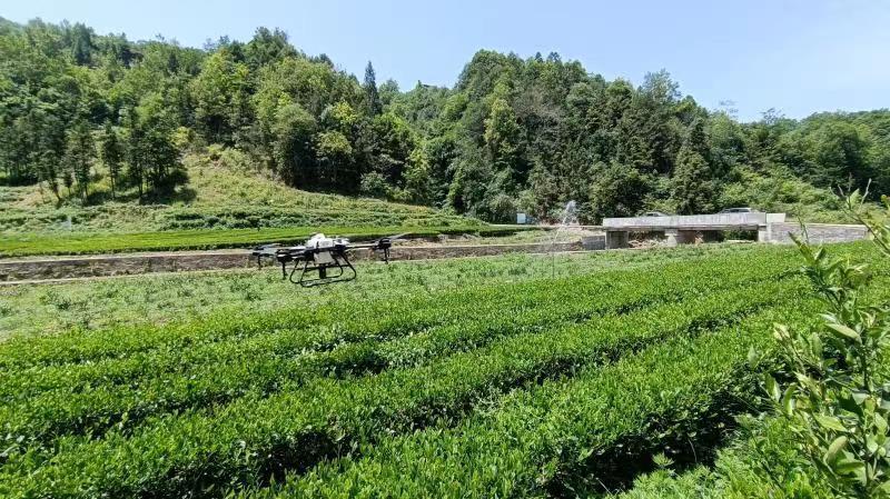 近日,紫陽縣煥古鎮春堰村建成的智慧茶園裡別有一番景象:這裡四處盤旋