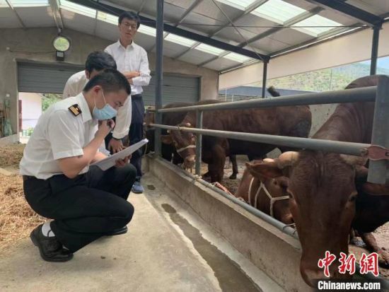 6月初，兰州海关所属平凉海关开展出境动物注册养殖场核查。　兰州海关供图