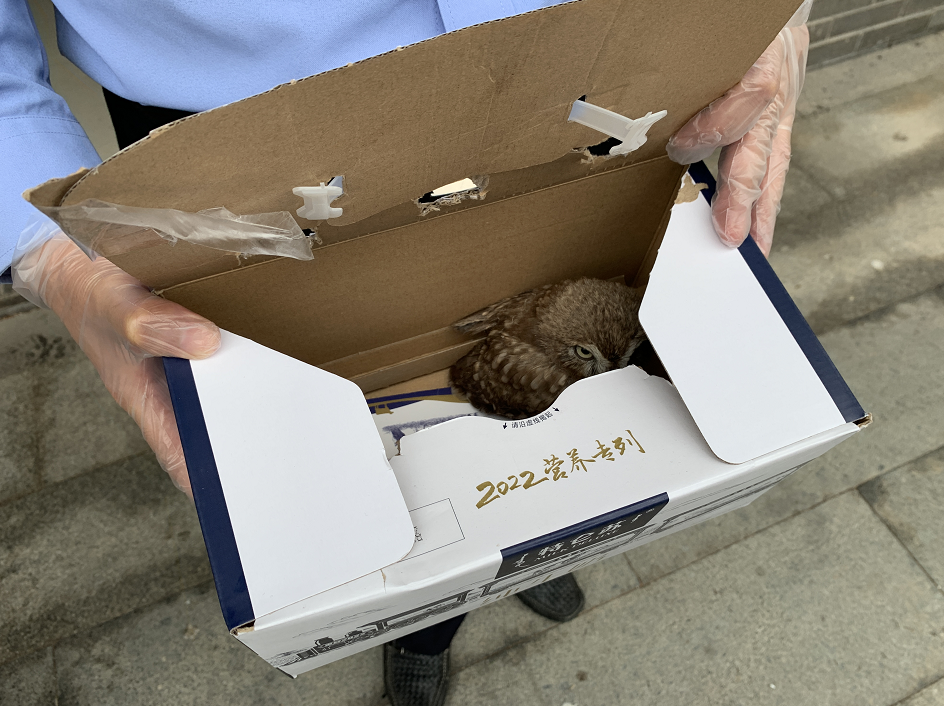 飞到居民家中的纵纹腹小鸮幼鸟 图片来源：上海崇明