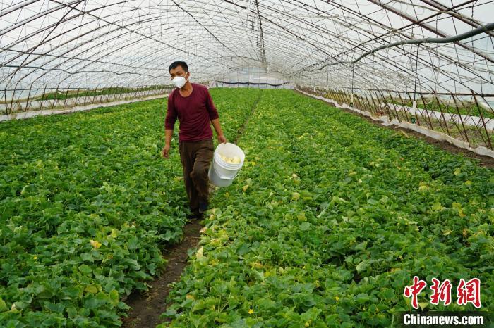 香瓜种植大户郭传义正在大棚里采收香瓜 刘立敏 摄