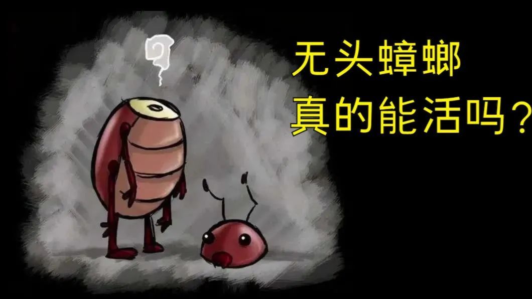 无头蟑螂真的能活吗?