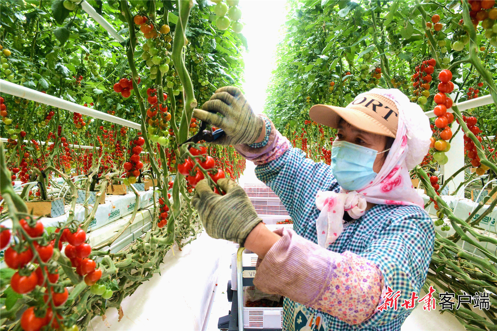 12   工人在古浪越海农业现代智能温室里采摘串收番茄。 金奉乾摄.JPG