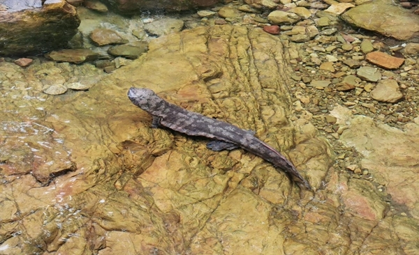 生物多样性07.jpg