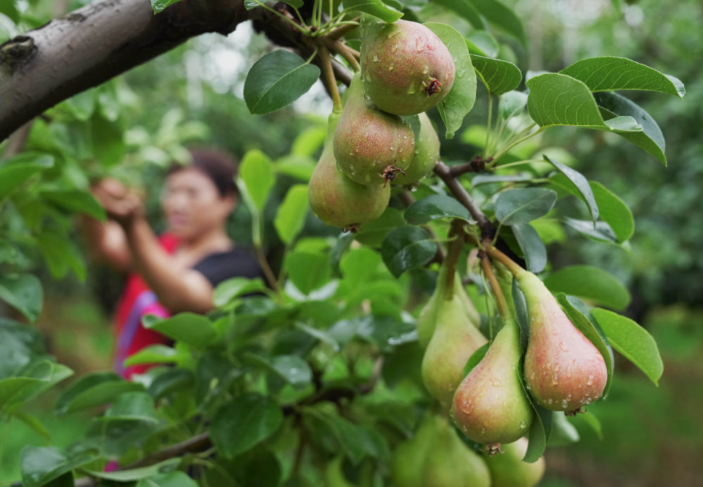 6月12日，河北省赵县三化梨业专业合作社的社员在果园采摘袖珍香梨。