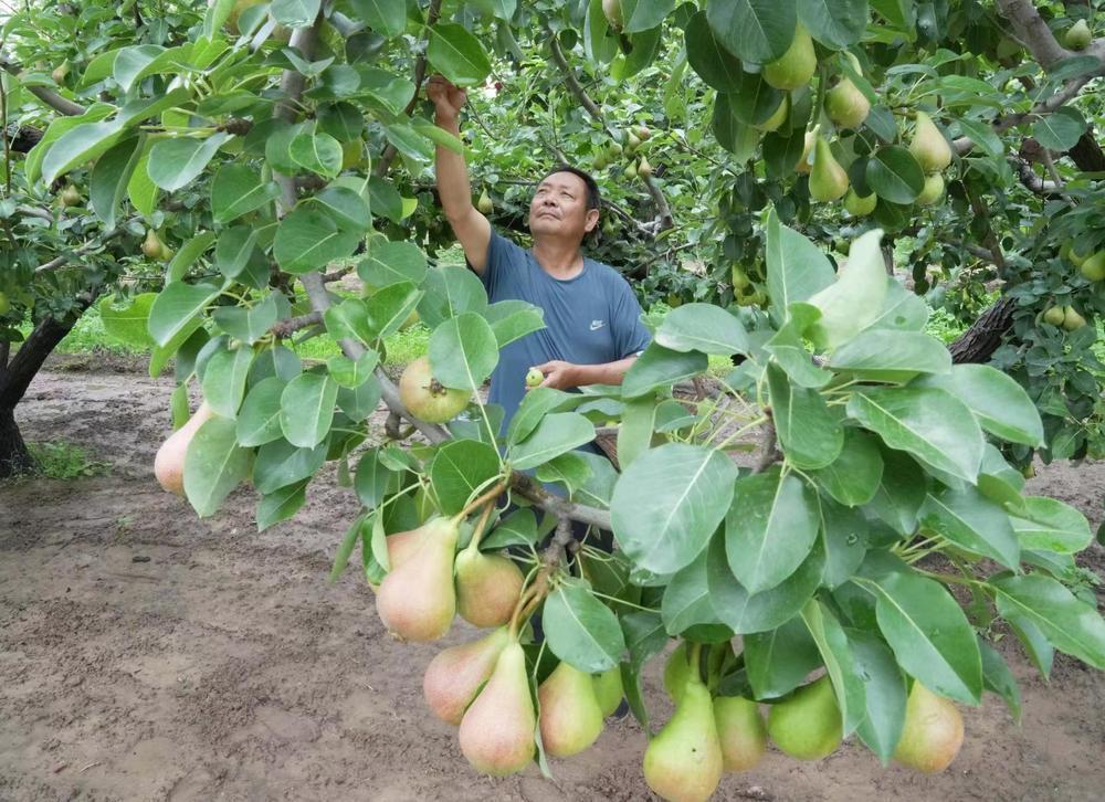 6月12日，河北省赵县三化梨业专业合作社的社员在果园采摘袖珍香梨。新华社记者 杨世尧摄影报道