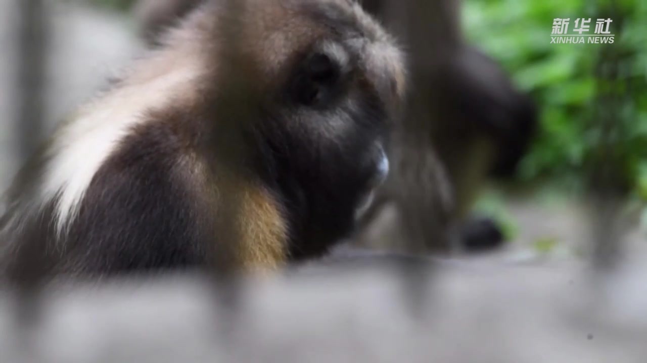 黔金丝猴新生幼崽生长良好