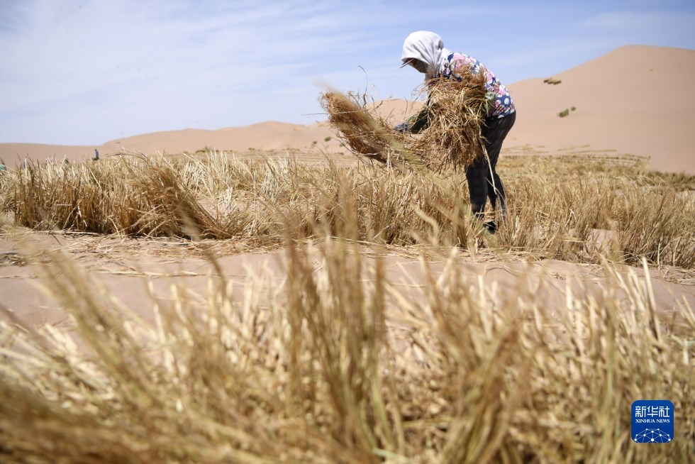 治沙工人在武威市凉州区邓马营湖治沙区域进行压沙作业（6月16日摄） 新华社记者 陈斌 摄