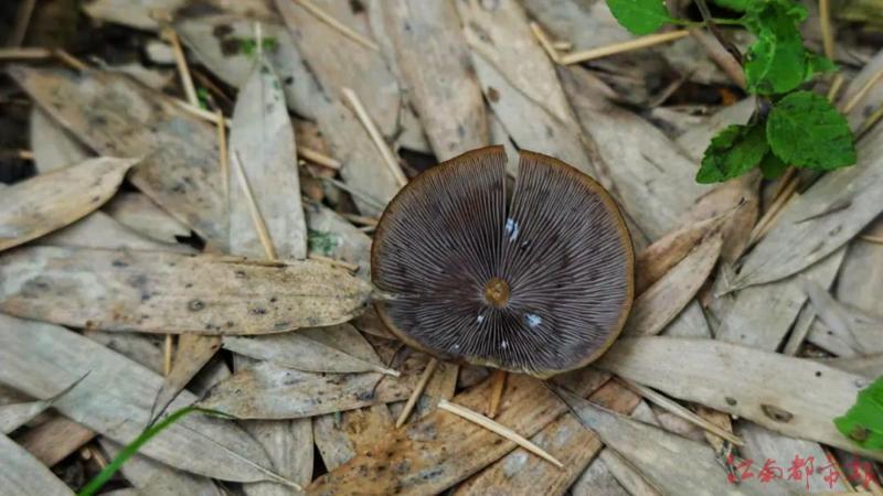 江西马头山保护区发现菌类新物种卡拉拉裸盖菇