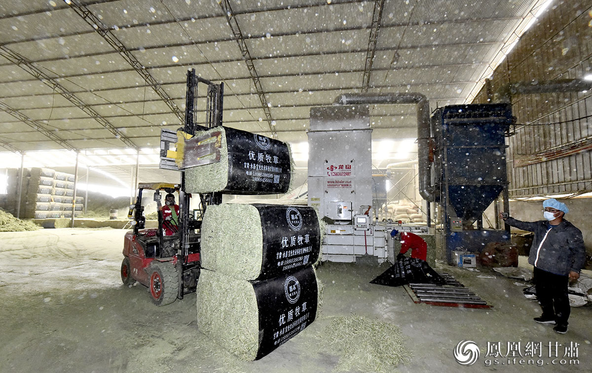 每天千余吨牧草源源不断运往永昌县宝光农业科技发展有限公司,进入分拣、打包流程。肖刚 摄