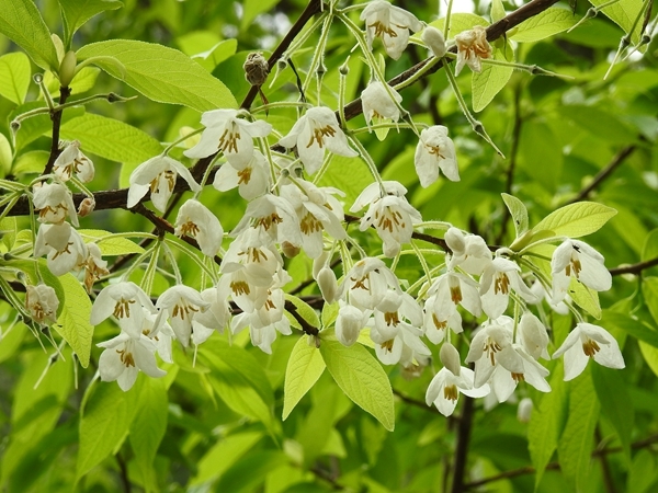 生物多样性11.jpg