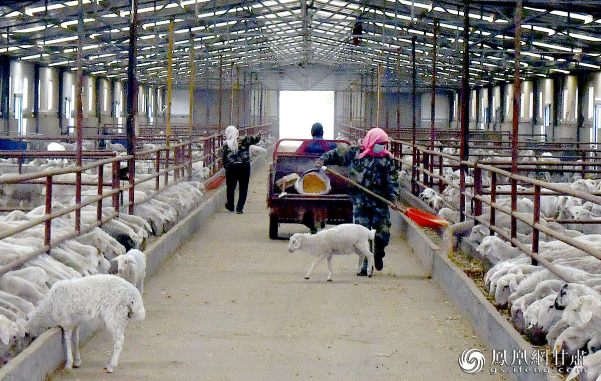 金昌天赐农业科技有限责任公司湖羊现代化养殖场 肖刚 摄