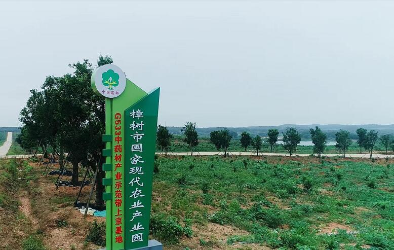 樟树市中药材种植面积达50.77万亩