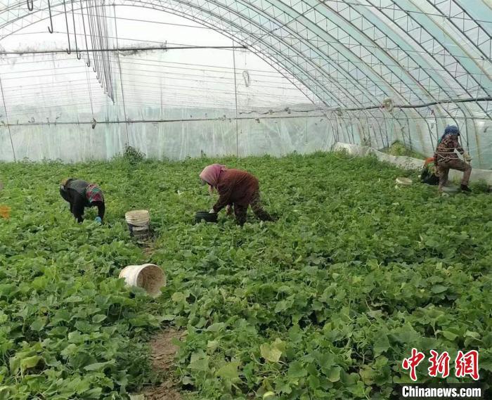 吉林小镇的致富经:从“靠天吃饭”到“靠棚致富”