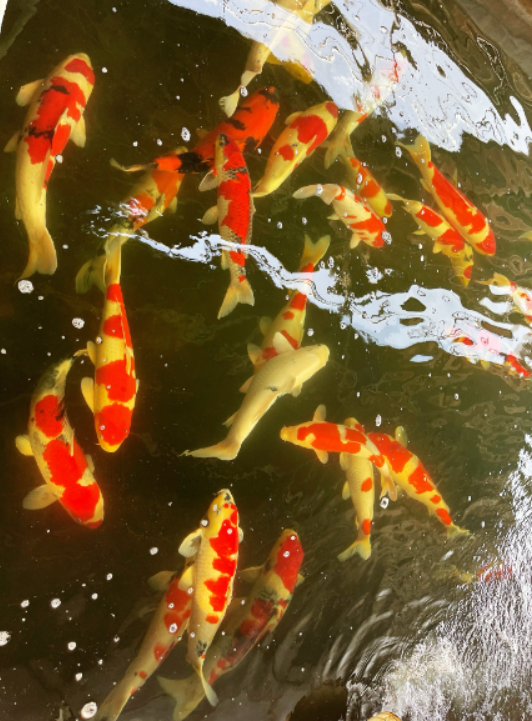 小锦鲤“游”出大产业，解密锦鲤小镇的走红之路