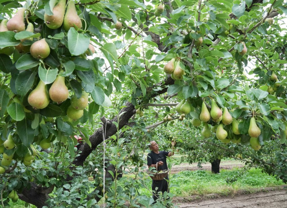 6月12日,河北省赵县三化梨业专业合作社的社员在果园采摘袖珍香梨.