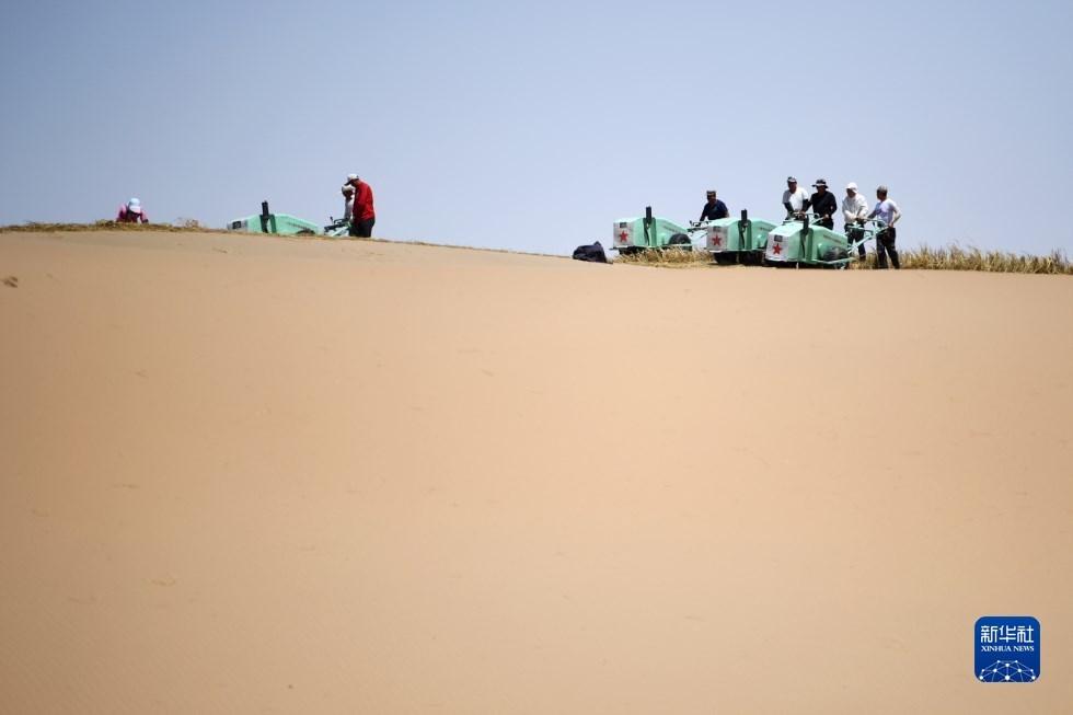 治沙工人在武威市凉州区邓马营湖治沙区域使用手扶式沙障机铺设草方格沙障（6月16日摄） 新华社记者 陈斌 摄