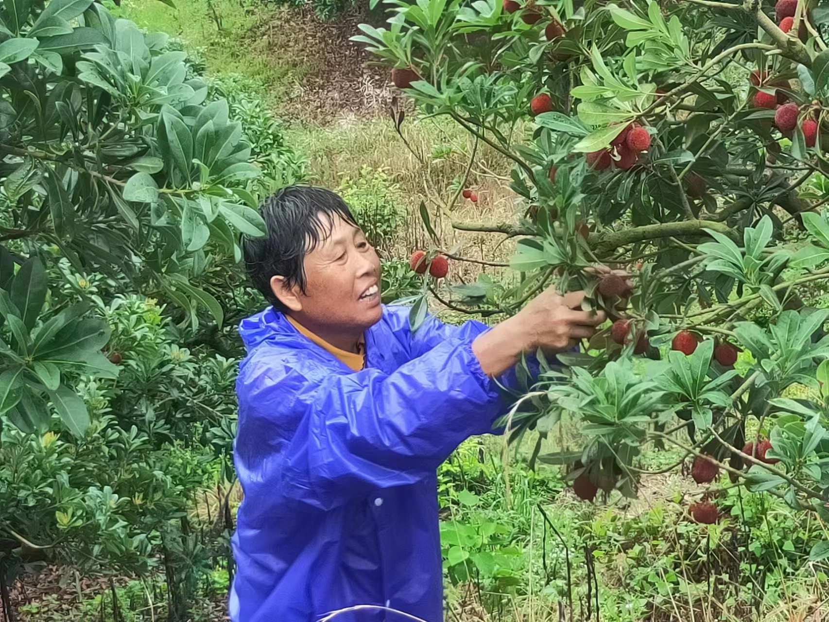 正在采摘杨梅的附近村民