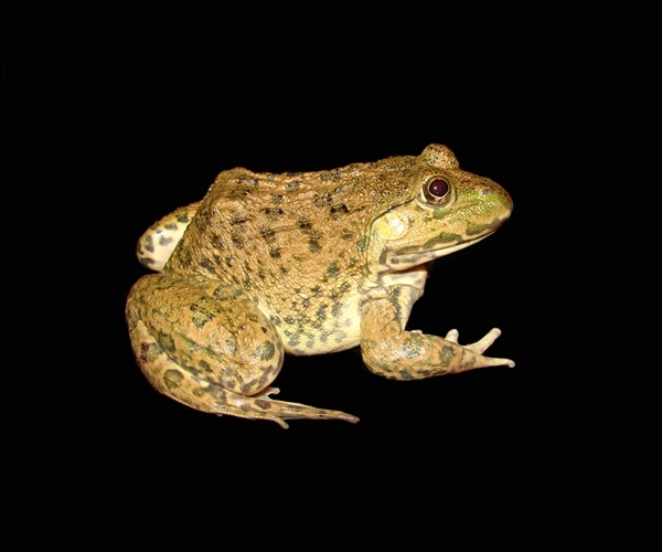 生物多样性19.jpg