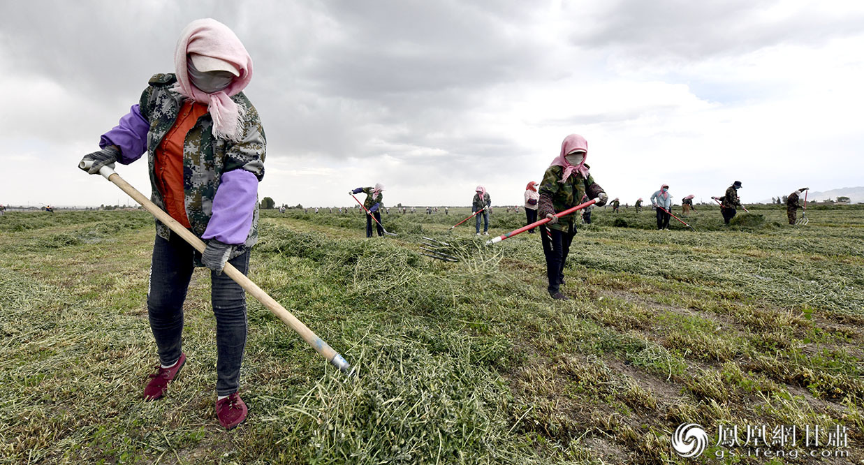在六坝镇苜蓿生产基地,数百名工人将收割、晾晒后的苜蓿挑起,待统一打包后就可以变成现金。肖刚 摄