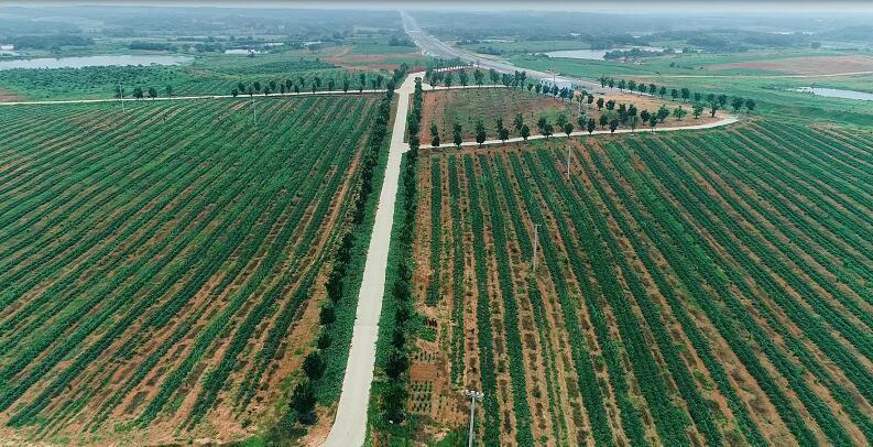 樟树市中药材种植面积达50.77万亩