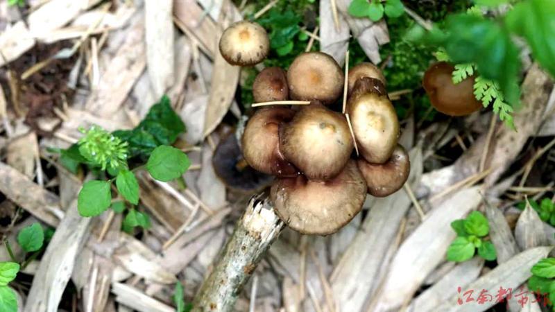 江西马头山保护区发现菌类新物种卡拉拉裸盖菇