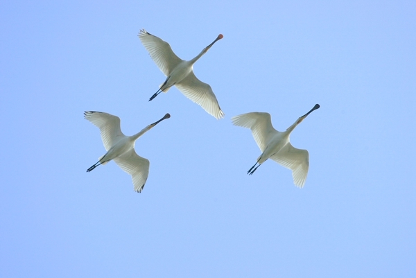 生物多样性13.jpg