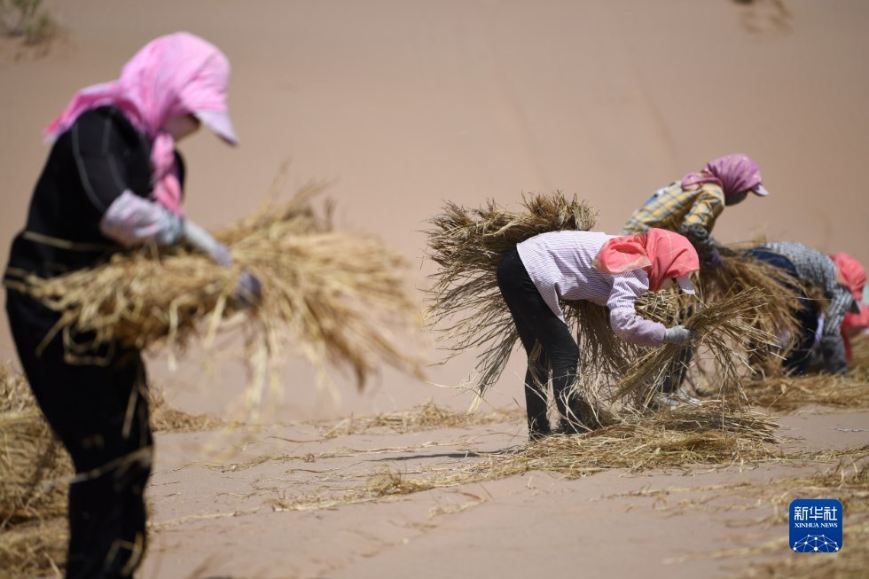 治沙工人在武威市凉州区邓马营湖治沙区域进行压沙作业（6月16日摄） 新华社记者 陈斌 摄