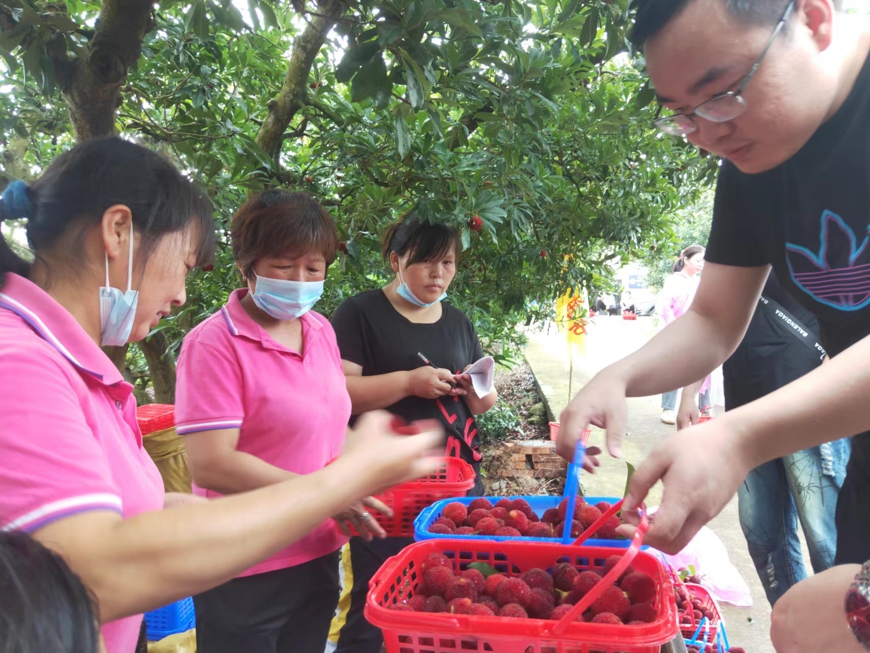 游人采摘好杨梅，正在购买