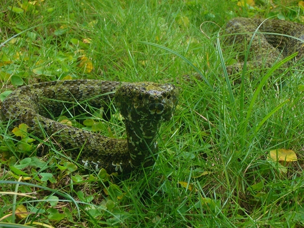 生物多样性18.jpg