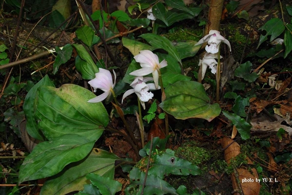 生物多样性12.jpg