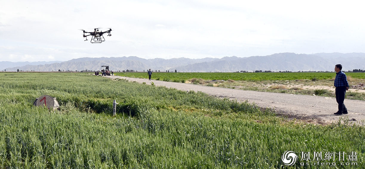 在金昌天赐农业科技有限责任公司小麦种植基地,无人机正在施肥作业。肖刚 摄
