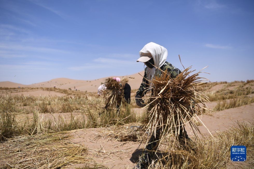 治沙工人在武威市凉州区邓马营湖治沙区域进行压沙作业（6月16日摄） 新华社记者 陈斌 摄