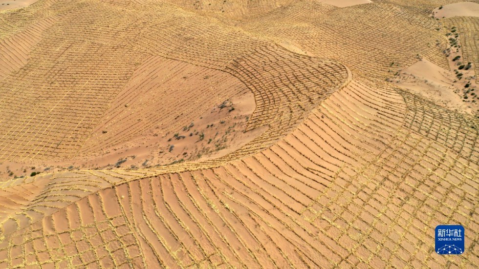 这是武威市凉州区邓马营湖治沙区域已经铺设完草方格沙障的沙漠（6月16日摄，无人机照片） 新华社记者 陈斌 摄