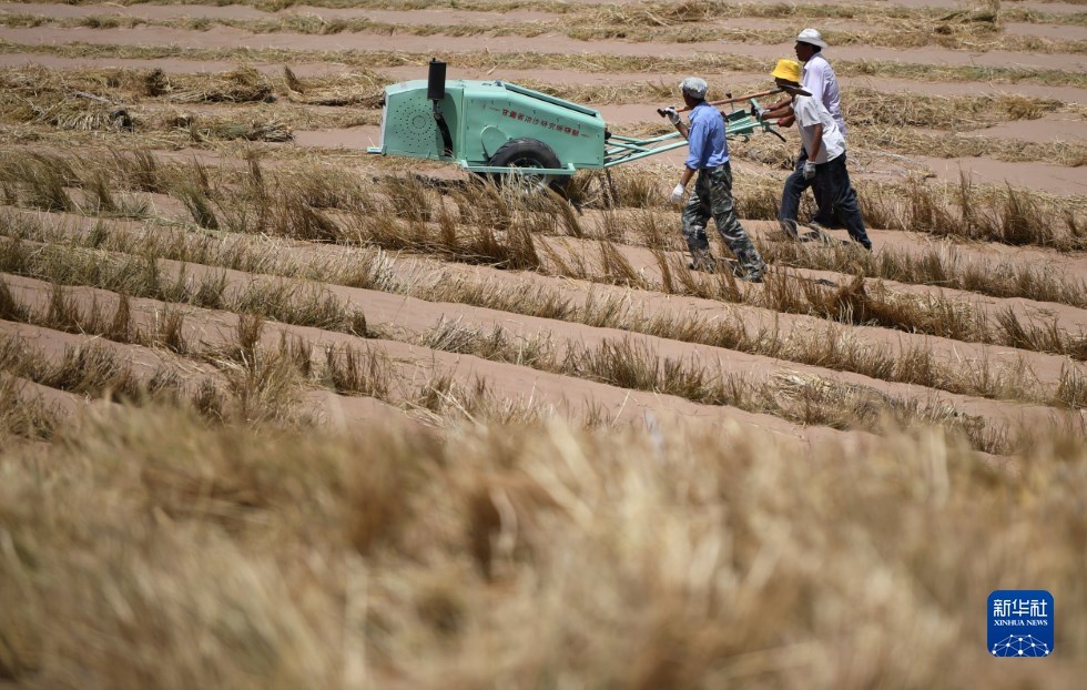 治沙工人在武威市凉州区邓马营湖治沙区域使用手扶式沙障机铺设草方格沙障（6月16日摄） 新华社记者 陈斌 摄